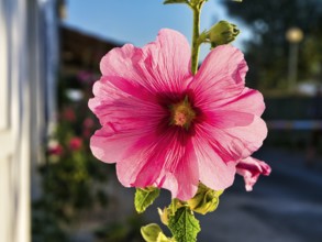 Common hollyhock (Alcea rosea) next to house facade, illuminated pink flower and buds, close-up,