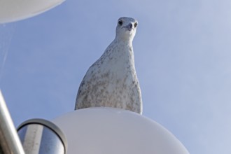 Young seagull sitting on lamp, pier, Kühlungsborn, Mecklenburg-Western Pomerania, Germany, Europe