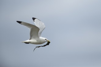 Kittiwake (Rissa tridactyla) adult bird in flight carrying nesting material in its beak, Suffolk,