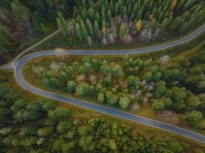 Road through the autumn forest, Black Forest, Germany, Europe