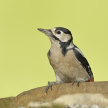 Great spotted woodpecker (Dendrocopos major), female, sitting on a stone, Wilden, North