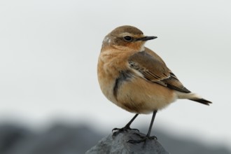 Northern wheatear (Oenanthe oenanthe), resting on a stone, Lower Saxon Wadden Sea National Park,