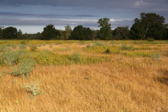 Flowering meadow, Middle Elbe Biosphere Reserve, Saxony-Anhalt, Germany, Europe