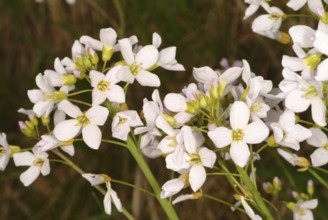 Flowers of the cuckoo flower (Cardamine pratensis), medicinal plant, contains mustard oil