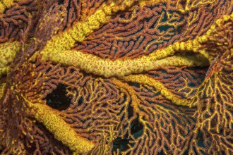 Close-up of stem branching of gorgonian fan coral (Subergorgia giant sea fan (Annella mollis),