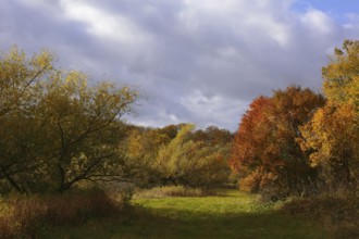 Autumn atmosphere at a silted-up oxbow lake, Middle Elbe Biosphere Reserve, Saxony-Anhalt, Germany,