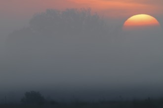 Sunrise over the meadows in the fog, Middle Elbe Biosphere Reserve, Saxony-Anhalt, Germany, Europe