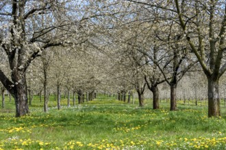 Blossoming cherry trees at the Dreikirschenweg, near Mösbach, Ortenaukreis, Black Forest,