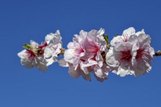 Almond blossom, Gimmeldingen, district of Neustadt an der Weinstraße, Rhineland-Palatinate,