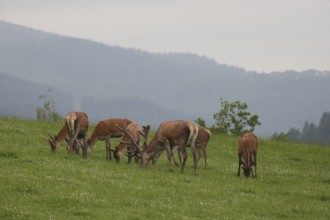 Red deer (Cervus elaphus) mixed herd on a summer mountain meadow Allgäu, Bavaria, Germany, Europe