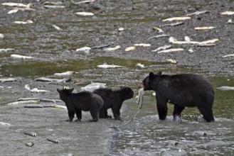 American Black Bear (Ursus americanus) with two cubs standing in the water holding captured salmon