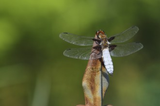 Broad-bodied chaser (Libellula depressa), male sitting on a fence spike in the garden, North