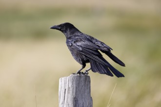 Carrion crow (Corvus corone) sitting on a fence post, Schleswig-Holstein, Germany, Europe