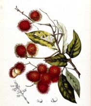 Rambutan (Nephelium lappaceum), is a species of plant within the soap tree family, Historic,