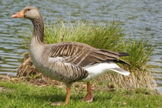 Greylag Goose (Anser anser) at Lake Vienenburg, Vienenburg, Goslar, Harz, Lower Saxony, Germany,