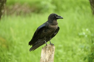 Common raven (Corvus corax), sitting on wooden pole, Bohemian Forest, Czech Republic, Europe