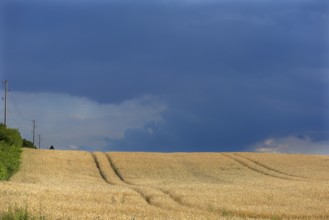 Ripe barleys (Hordeum vulgare) with thunderclouds, Mecklenburg-Western Pomerania, Germany, Europe