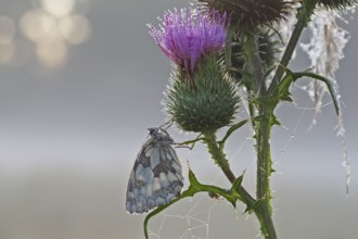 Marbled white (Melanargia galathea) in cold torpor on a thistle, Middle Elbe Biosphere Reserve,