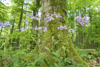 Large-flowered bittercress (Cardamine bulbifera), flowering, Hainich National Park, Thuringia,