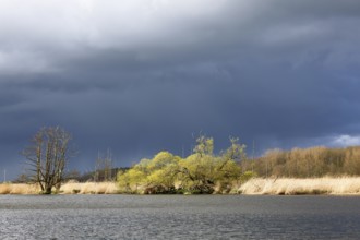 Willow trees on the banks of the Peene, Flusslandschaft Peenetal nature park Park,