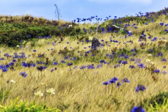 Dune Landscape, Blue and White lilies of the nile (Agapanthus), Love Flowers, Isle of Tresco, Isles