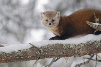 American marten (Martes americana), sitting in the snow on a branch, Ontario, Canada, North America