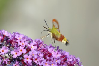 Bumblebee hawk moth (Hemaris fuciformes), in flight the bumblebee hawk moth sucks nectar on summer