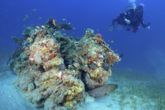 Diver looking at coral block with giant moray (Gymnothorax javanicus), dive site House Reef,