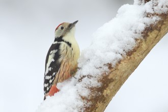 Middle spotted woodpecker (Dendrocopus medius), sitting on a branch covered with snow, wildlife,