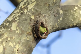 Rose-ringed parakeet (Psittacula krameri) looking out of its breeding den, wildlife, Germany,