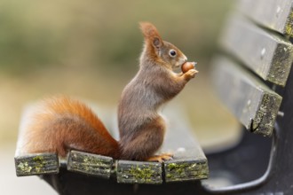 Eurasian red squirrel (Sciurus vulgaris) on a park bench, wildlife, Germany, Europe