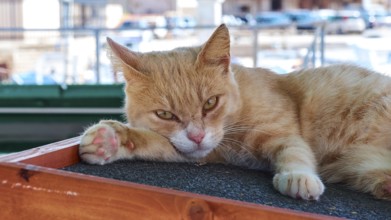 Grumpy three-legged tomcat, harbour, Favignana town, main town, Favignana, Egadi Islands, Sicily,