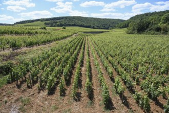 Vineyards near Nuits-Saint-George, Côte-dOr department, Bourgogne-Franche-Comté, Burgundy, France,