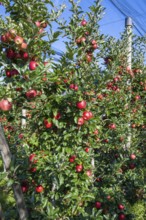 Red apples, ripe for the picking, Bodman-Ludwigshafen, Konstanz district, Baden-Württemberg,