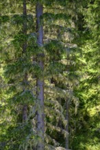 Forest, conifers with lichen, mountain forest, on the Graukogel, Bad Gastein, Gastein Valley,