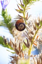 Small snails on a summer meadow, Saxony, Germany, Europe