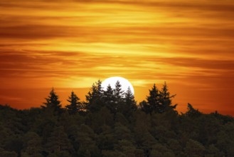 Sun, sunset, forest, firs, Baden-Württemberg