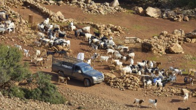 Car, pickup truck with railings, goat (caprae) enclosure, Feslen, Rodopou peninsula, West Crete,