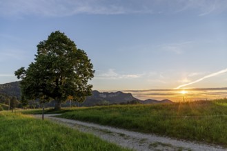 Sunset at Solitärbaum, Challhöchi, Basel-Landschaft, Switzerland, Europe