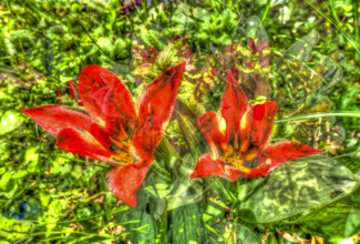 Creative shot, lilies (Lilium), alienated, leaves, plants, creative, colourful, colourful, all