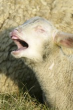 Merino sheep, sheep, sheep