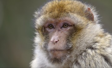 Barbary macaque (Macaca sylvanus), animal portrait, captive, France, Europe