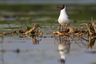 Black-headed gull (Chroicocephalus ridibundus), animal on a water lily rootstock during the