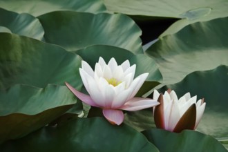 Water lily pond in late summer, water lilies (Nymphaea), Saxony, Germany, Europe