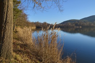 Tree on lake in the morning, Freudenberg am Main, Untermain, Spessart, Odenwald, Franconia,