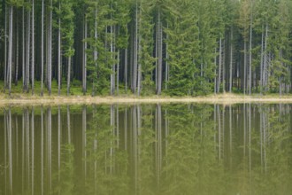 Forest lake with spruce tree forest, Odenwald, Hesse, Germany, Europe