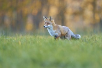 Red Fox (vulpes vulpes), in meadow at autumn