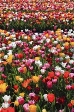 Many colourful tulips in one area