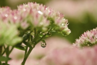 Showy stonecrop (Sedum spectabile) with morning dew, late summer, Germany, Europe