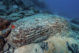 Lava rock cooled under water after volcanic eruption on the seabed, Eastern Atlantic, Canary